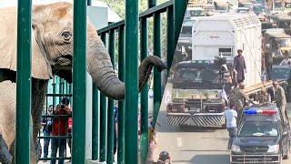 Elephant Sisters Reunited After 15 Years Apart