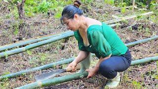 From Wilderness to Farm: One Woman's Self-Sufficient Homestead Journey