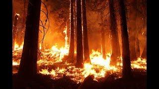 Неосторожное обращение с огнем, жара и экономия воды - Украину охватили пожары