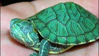 السلاحف البرمائية الصغيرة '' السلاحف ذات الأذن الحمراء'' _'' Red Eared Slider''