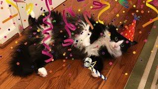 CAT BIRTHDAY CAKE is unappetizing to humans -- It's Louie's Birthday!