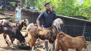 Adant Main Itne Big Size Gujri Goats At AB Goat Farm | Palnewale Bache.