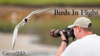 My Best Shot?! | Birds In Flight Canon 90D | Wildlife Photography