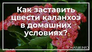 Как заставить цвести каланхоэ в домашних условиях? | toNature.Info