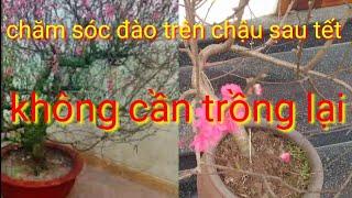 Cách chăm sóc cây đào trong chậu sau tết, không cần trồng lại đào sau tết, cách chăm sóc đào sau tết