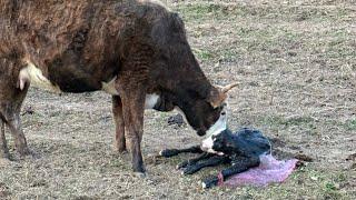 Preparing for tornados & new calves!