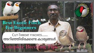 Cut Throat Finch || Exotic Finches || Breeding Tips || Best Exotic Finch For Beginners In Malayalam
