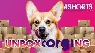 #SHORTS || UNBOXCORGING  || #Unboxing + #Corgi