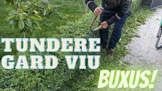 Cum se tunde un gard viu? (tundere Buxus).