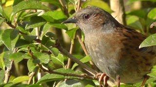 Dunnock or Hedge Sparrow - An often unnoticed and underrated bird