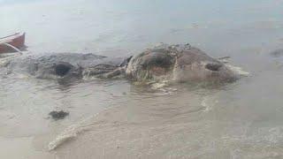 Sea Creature  in Maasin City