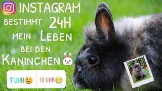 Instagram bestimmt 24 Stunden über Kaninchen|Bunnys Diary