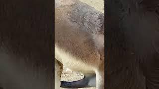 HORSES IN ROMANCE  MATING https://youtu.be/pEtoYEsURjI