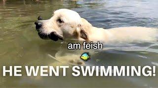 Golden Retriever Has First Swim in a Lake