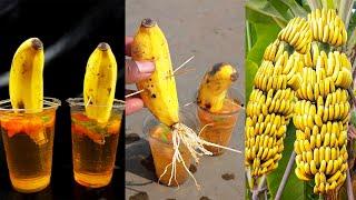 Grow banana tree from banana  | Crazy Skills growing Banana tree from banana fruit