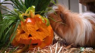 "Happy Halloween" im Meerschweinchenland 