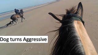 When a Dog suddenly turns Aggressive, it's a frightening experience. Bridlington Beach.