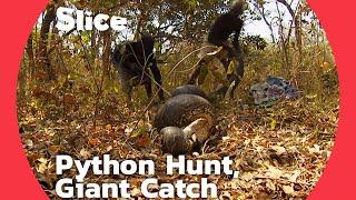 The Hunt for the Giant Python: Successful Catch with the Help of Elder Magicians | SLICE