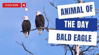 Bald Eagle -- Bird of the Day | Educational Animal Videos for Kids, Homeschoolers, and Teachers