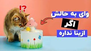 وسایل ضروری که نمیدونی باید برای گربه ات بخری