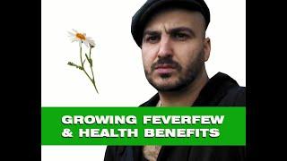 Feverfew – How to grow & Medicinal benefits