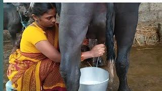 buffalo milking  buffalo milking in Telugu YouTube channel