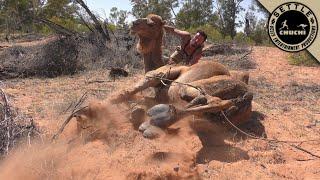 How to Catch Wild Camels with Andrew Ucles