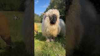 Queen Ina  #valais #valaisblacknose #showsheep #sheep