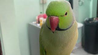 Non-Stop Parrot Talking | Funniest Parrot Conversations Ever!