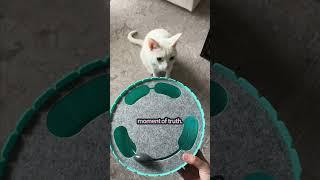 Best Interactive Toy for Bored Cats | The Pack