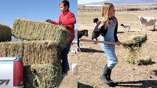 KIDS CHORE ROUTINE on the FARM!