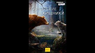 Карпатские хищники / Carpathian Predators 4K, серии 1 Царство медведя