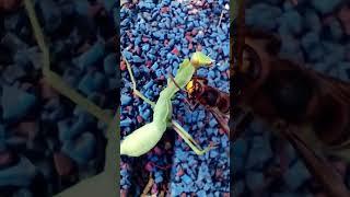 mantis vs. hornet fight Fangschrecken vs. Hornisse in Bulgaria, black sea, Part 1