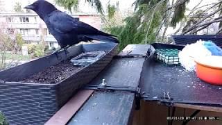 Morning Coffee, Crows, and Clicker Training