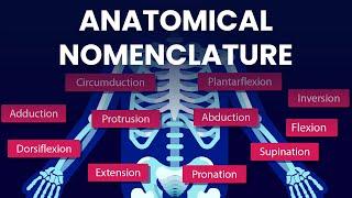 Learn Anatomical Positions and Movements in Minutes!