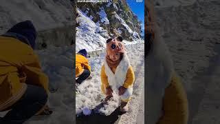 #mountains#manalidey #himalayantrip #travel #viralvideo #manali