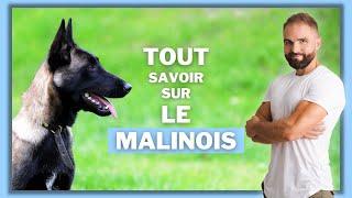 Infos race de chien Malinois : caractère, éducation, comportement, santé du chien de race Malinois