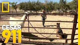 Lorenzo the Llama Puts Bodie in His Place | Cesar 911