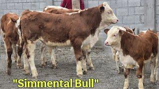  Simmental Bull  Ma Sha Allah Tozza Simental Buqachalar