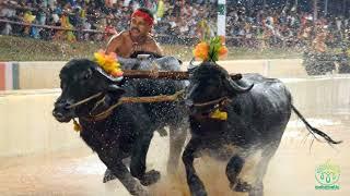 KAMBALA - buffalo race