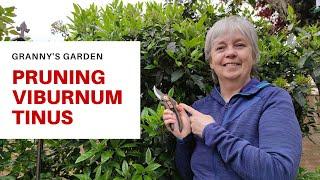 HOW TO PRUNE VIBURNUM TINUS