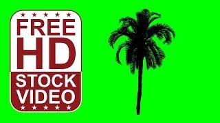 Free Stock Videos – animated date palm tree silhouette on green screen with random wind