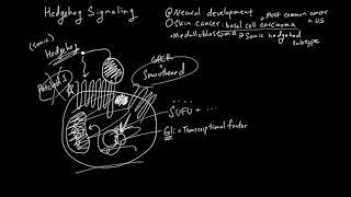 Hedgehog Signaling