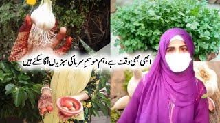 Winter vegetables to grow easily at home / ابھی بھی وقت ہے موسمِ سرما کی سبزیاں لگا سکتے ہیں