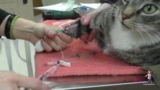 How to place an intravenous (IV) catheter | VETgirl Veterinary CE Videos