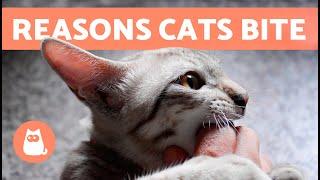 Why Does My CAT BITE Me?  (6 Reasons for CATS BITING)