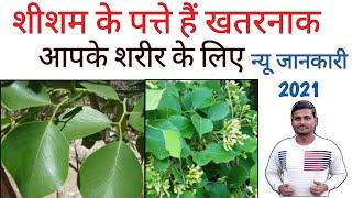 शीशम के फायदे | शीशम का सच नुकसान है शीशम के||How to sheesham & Health Desi No 1