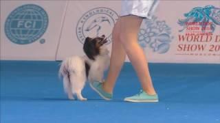 FCI Dog dance World Championship 2016 – Freestyle final  - Irina Efremova and Unkas (Russia)