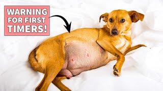 Avoid These 13 Common Mistakes in Pregnant Dog Care | Pregnant Female Dog Care