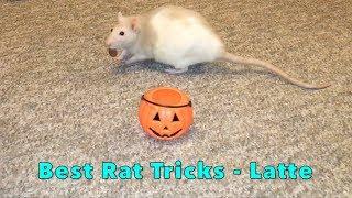 Latte's Best Tricks (Rat Trick Compilation)